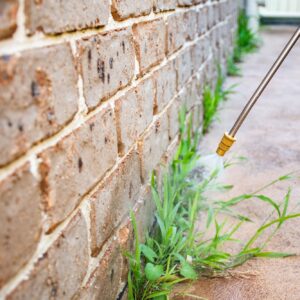 Spraying weed killer herbicide to control unwanted plants on a backyard