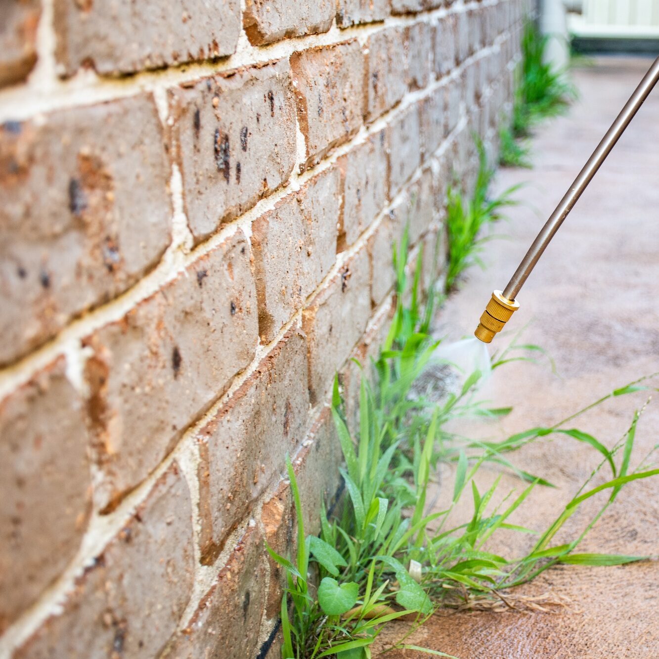 Spraying weed killer herbicide to control unwanted plants on a backyard